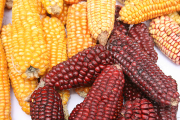 Multicolored Ears of Corn