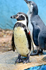penguin in the zoo.