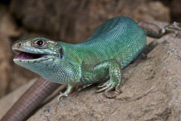 Western Green lizard / Lacerta bilineata