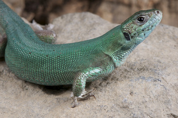 Western Green lizard / Lacerta bilineata