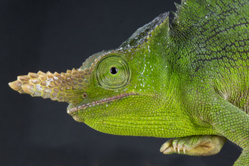 Fischer's chameleon male / Kinyongia fischeri
