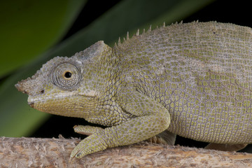 Fischer's chameleon female / Kinyongia fischeri