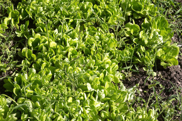 lettuce on ground