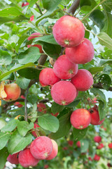 Red apples on a branch