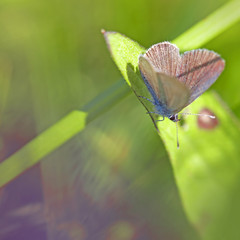Common blue butterfly