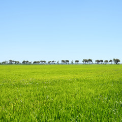 Trees in a row and green field. Camargue, Provence, France