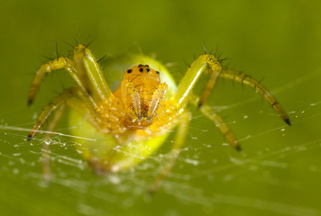 The green spider