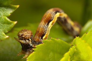 brown caterpillar