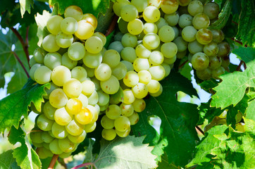 Grapes in vineyard