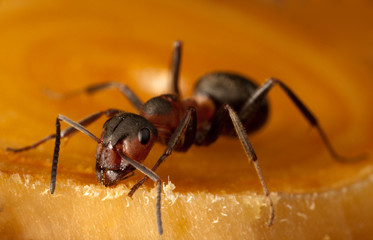 forest ant