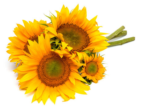 bouquet of sunflowers isolated on white background