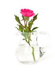 miniature rose in a glass pitcher