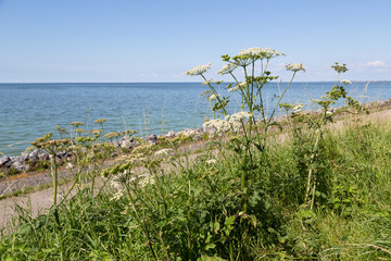 Dutch coast with achillea blooming  at the dike