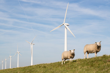 Naklejka premium Windmill and sheep in the Netherlands