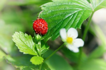 Wild strawberry