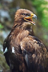 The Steppe Eagle (Aquila nipalensis) - portrait.