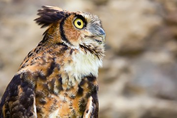 The Owl  -  portrait.