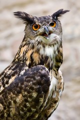 The Owl  -  portrait.