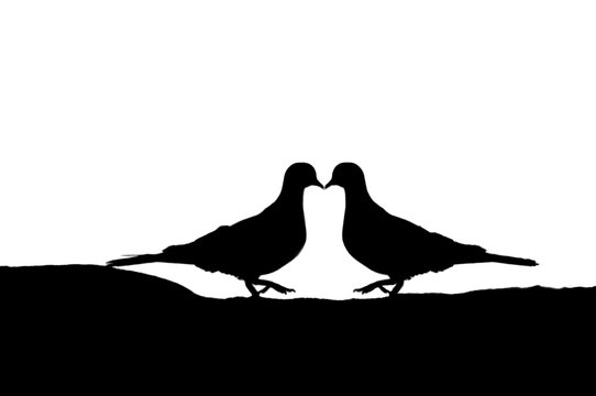 Kissing Pigeons