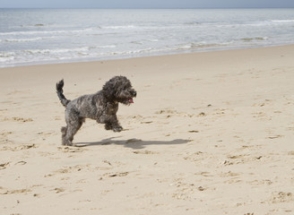Cockapoo dog running on the beach
