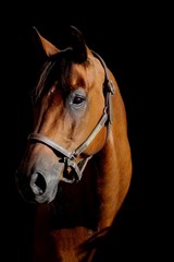 portrait vor schwarzem hintergrund