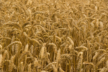 Wheat field - 1