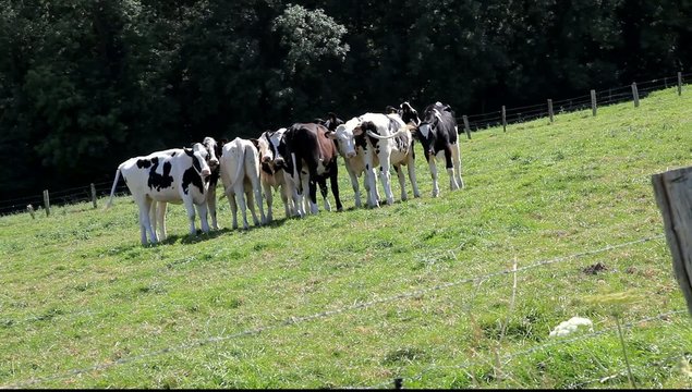 vache