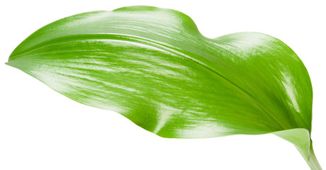 green leaf