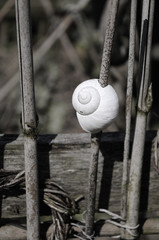 Snail shell as garden decoration