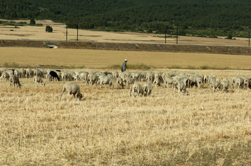 Fototapeta na wymiar Stado owiec