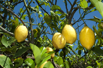 Lemon fruits on branch