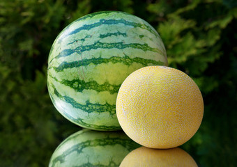 Honey melon and musk melon