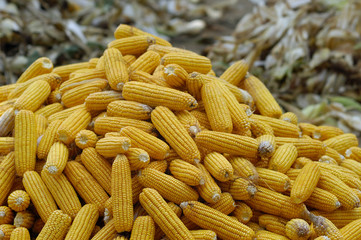 corn cobs