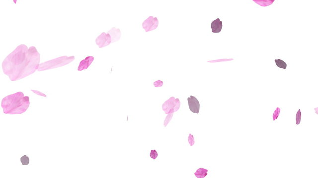 HD Loopable Falling Cherry Blossoms Animation