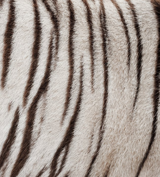 white bengal tiger fur