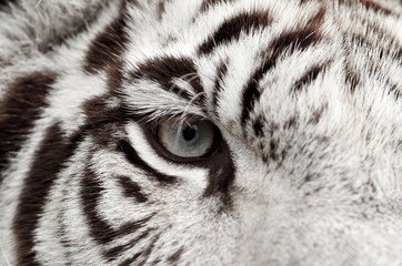 Naklejka premium white tiger eye