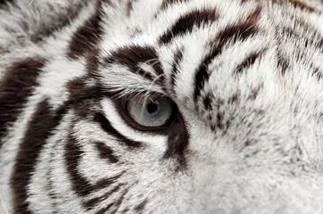 Photo sur Aluminium Tigre white tiger eye