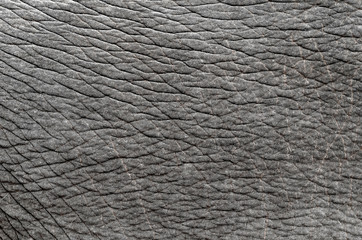 elephant skin