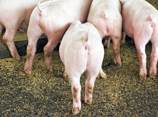 Farm Pigs Rears