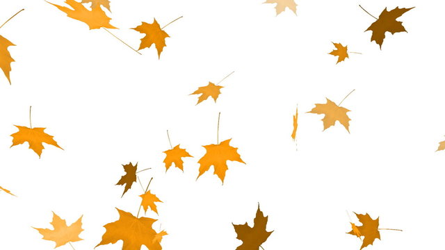 HD Loopable Falling Maple Animation
