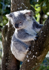 Koala sitting in tree