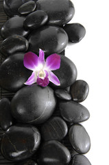 beautiful orchid with pebbles