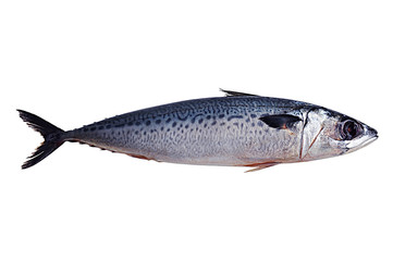 Mackerel fish