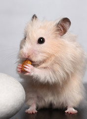 the hamster gnaws cheese
