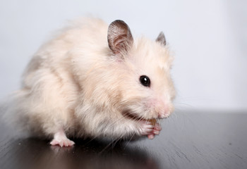 the hamster gnaws cheese