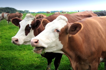 Cows grazing on a green summer meadow