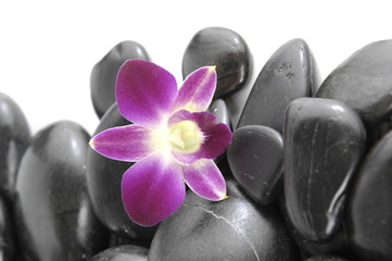 beautiful orchid with pile stones