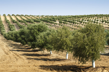Young olive trees