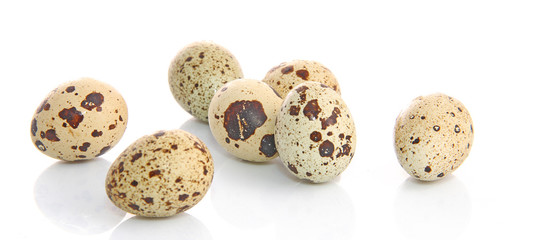 Oeufs de caille fond blanc
