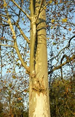 Fototapeta premium tronc d'arbre en automne